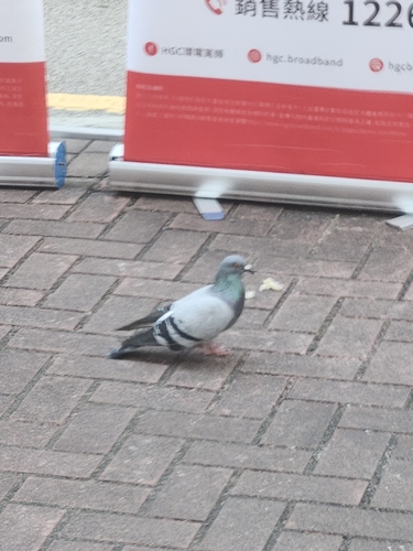 Feral Pigeon