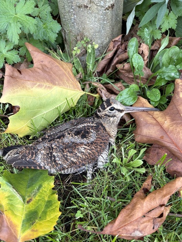 Eurasian Woodcock