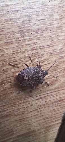 Brown Marmorated Stink Bug