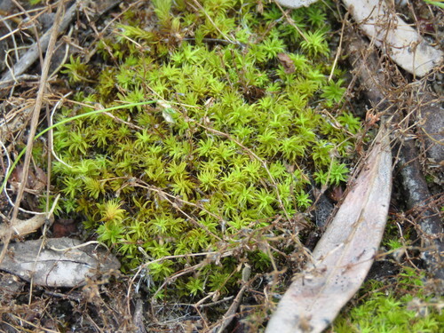 Bearded Screwmoss