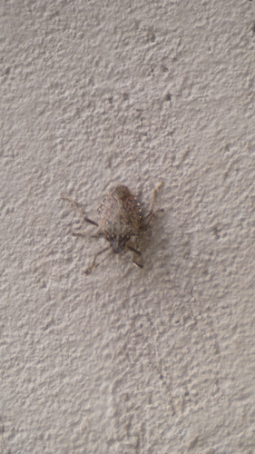 Brown Marmorated Stink Bug
