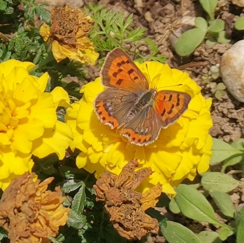 Small Copper