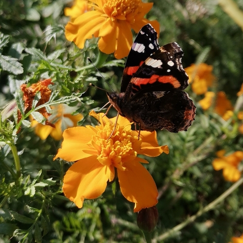 Red Admiral