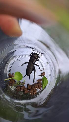 European Field Cricket