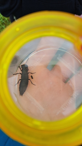Devil's Coach Horse Beetle