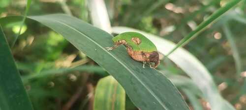 Pycnopalpa bicordata