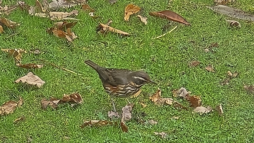 Redwing