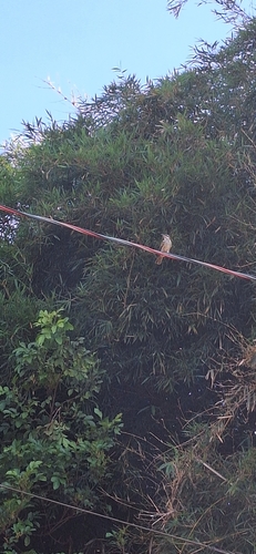 Streaked Flycatcher