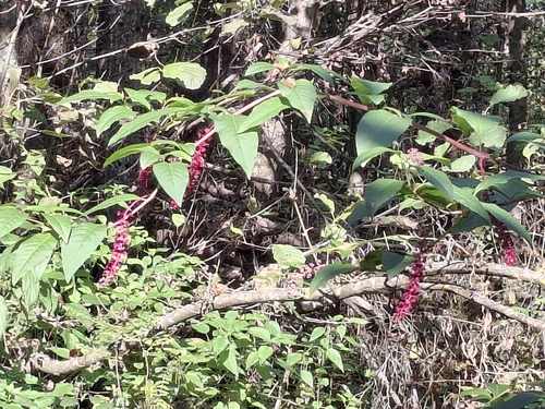 American pokeweed