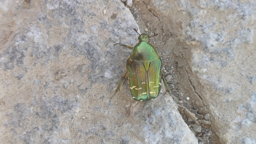 Cetonia aurataeformis