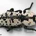 Texas Ironclad Beetle - Photo (c) backyardmacrophotos, all rights reserved, uploaded by backyardmacrophotos
