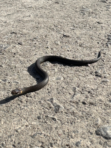 Red-bellied Snake