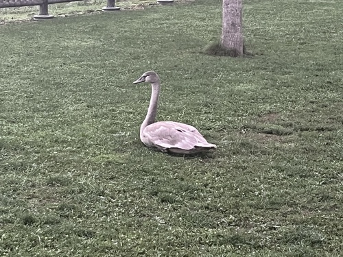 Mute Swan