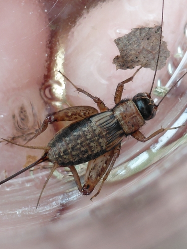 Wood Cricket