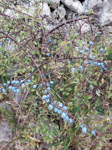 Blackthorn