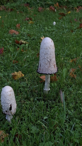 Shaggy Mane
