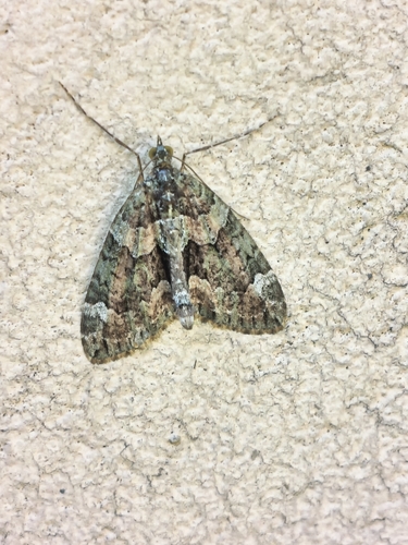 Red-green Carpet