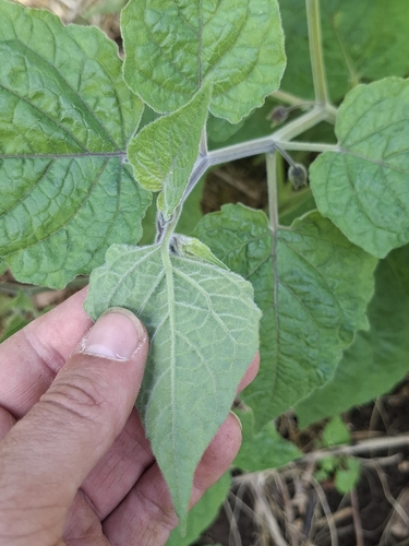 Cape gooseberry