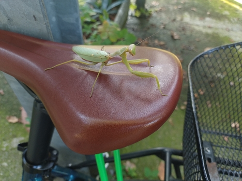 Transcaucasian Giant Mantis