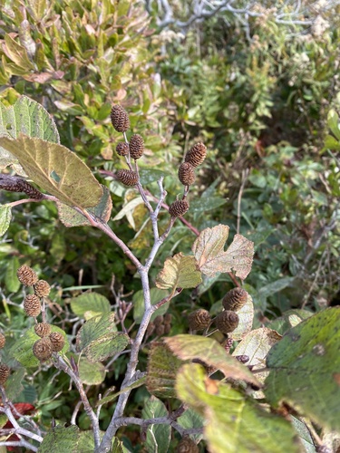 green alder