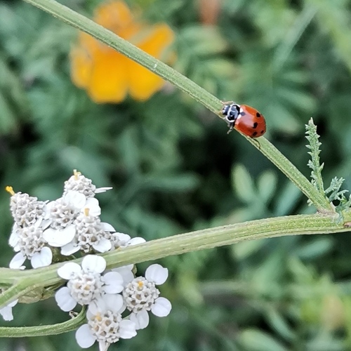 Variegated Lady Beetle