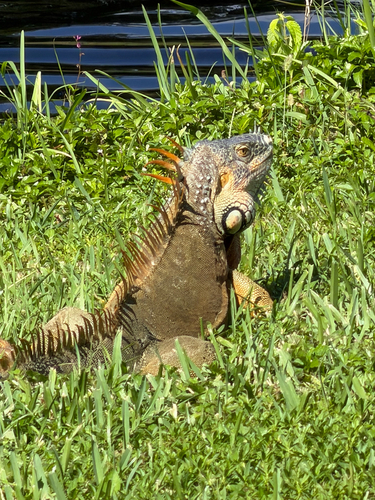 Green Iguana