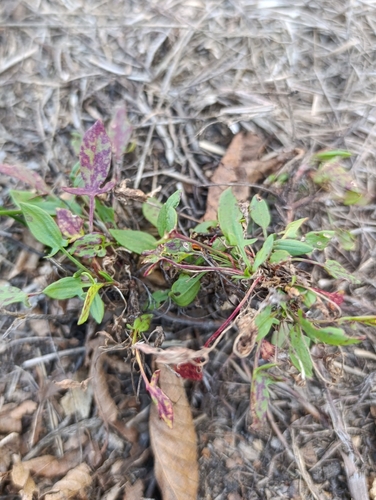 Sheep's sorrel