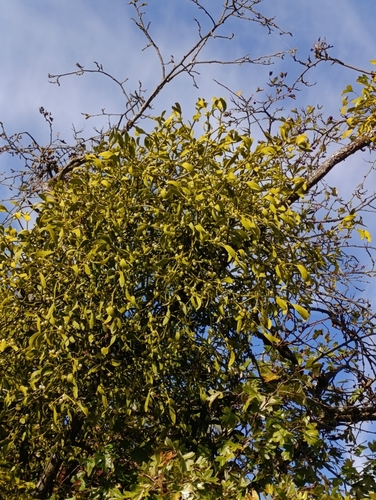 European Mistletoe
