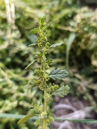 Clammy goosefoot