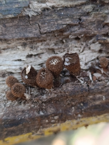 fluted bird's nest fungus