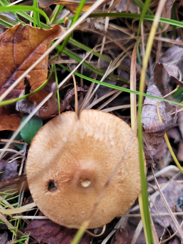 Tricholomopsis sulfureoides