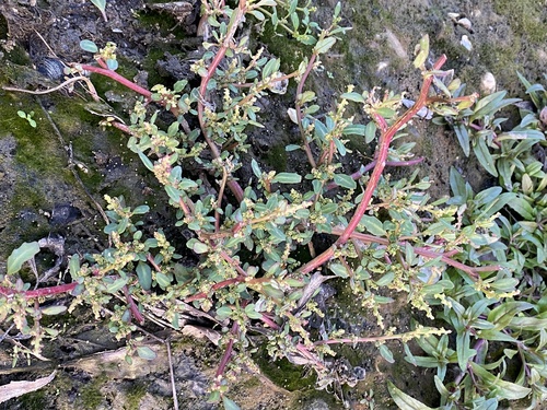oak-leaved goosefoot