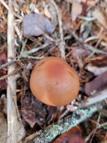 orange webcap