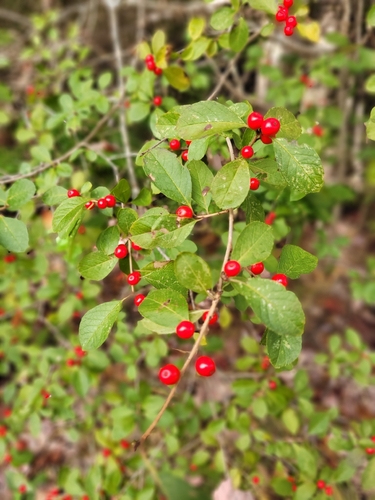 winterberry holly