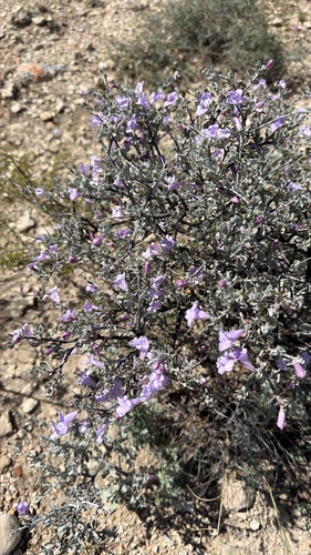 Big Bend Silverleaf
