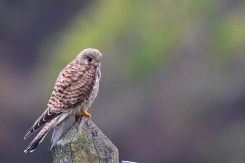 Eurasian Kestrel