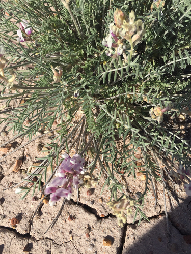 painted desert milkvetch (Astragalus sophoroides)