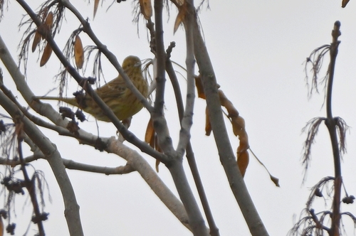 Yellowhammer