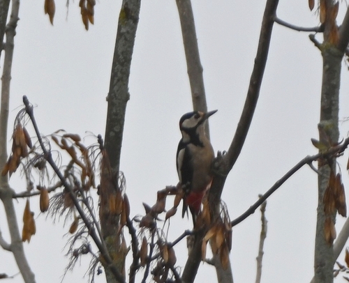 Great Spotted Woodpecker