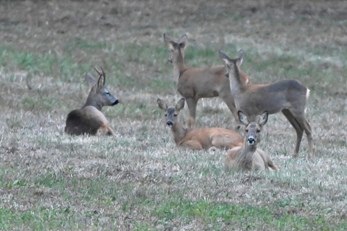 Western Roe Deer