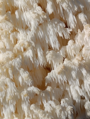 Coral tooth fungus