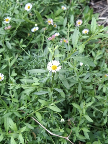 Mexican Fleabane