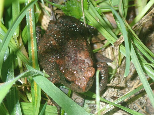 European Toad