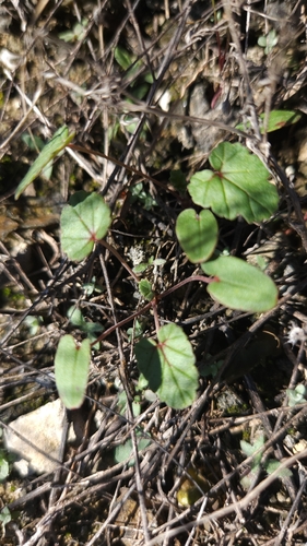 Texas stork's bill