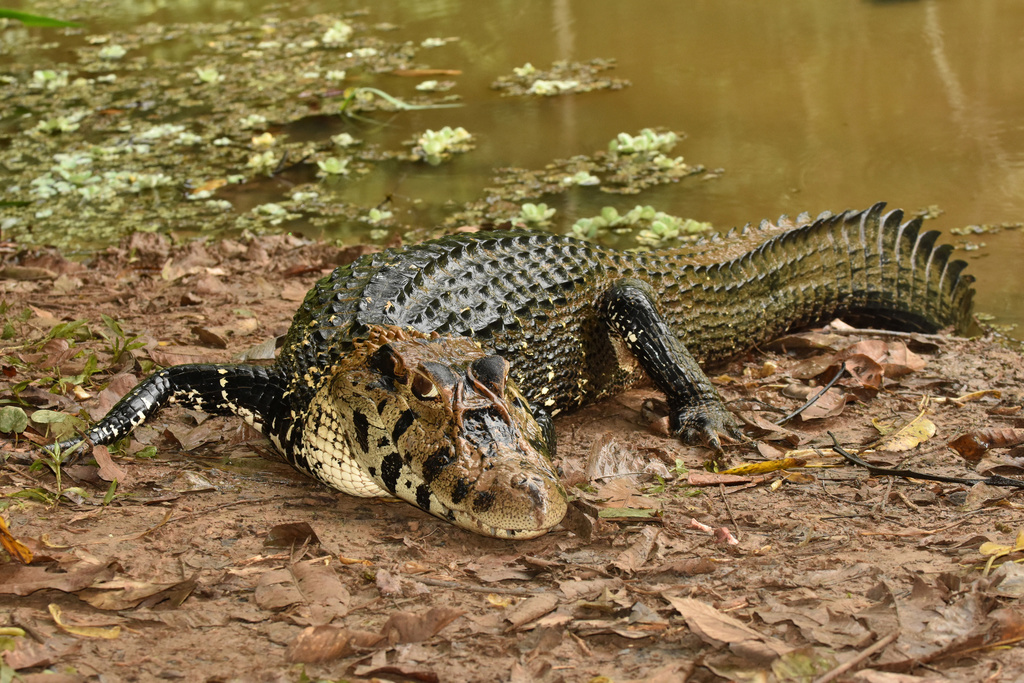 Black Caiman Crocodile