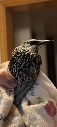 European Starling