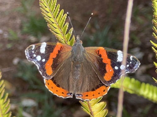 Red Admiral