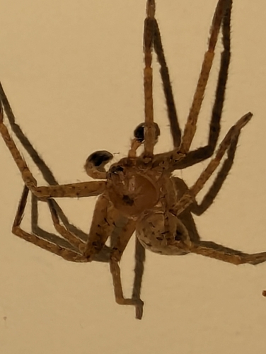 Olios argelasius