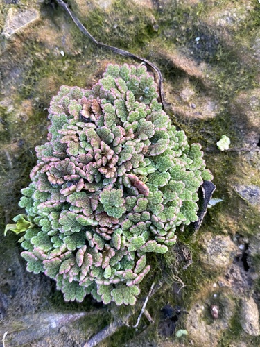 water fern