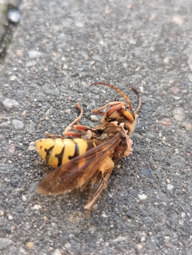 European Hornet